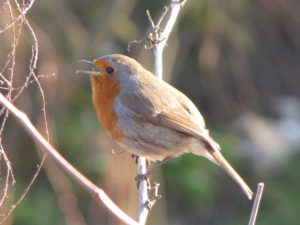 european_robin_singing